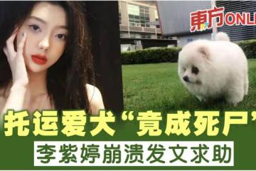 託運愛犬接機時「竟成死屍」 李紫婷崩潰發文求助