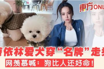 蔡依林愛犬穿「名牌寵物衣」走秀 網羨慕喊:狗比人還好命!