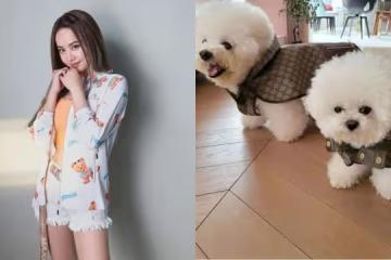 蔡依林愛犬穿名牌「走秀」 網友:狗都穿得比我好!