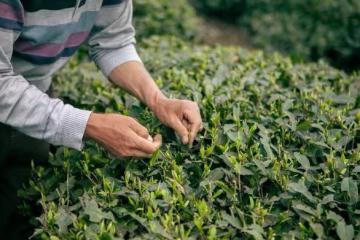 茶葉不會儲存,當心好茶變差茶!茶葉該如何儲存?看完漲知識了