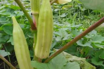 八大養身蔬菜助你安度夏天,附8道素食譜