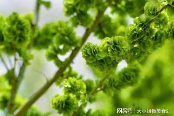 春天的味道，榆錢的三種吃法，簡單好做，這樣的美味錯過再等一年