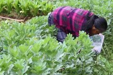 母親幹活摔傷了腿，弟妹卻惦記著拆遷款，我給了弟妹一巴掌