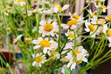 「大衣哥」兒媳解除婚約到「拉菲草」,誰的生活經得起審視?