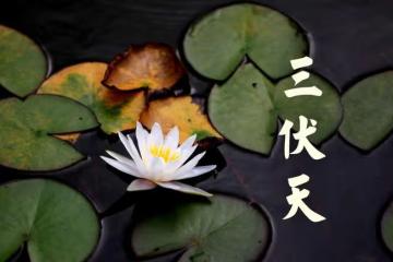 三伏天將至,伏天「6寶」不能少,清熱解暑氣,補充營養安全度夏
