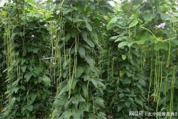 分享長豆角的五種吃法，簡單好做，營養美味，這個夏天不要錯過