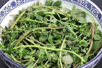 馬齒莧夏天新吃法,不炒不涼拌,做出來好看又好吃,比肉還解饞
