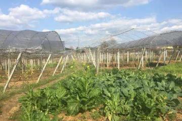 結婚五年後母親去世，我想接父親來城裡養老，可父親執意要住鄉下