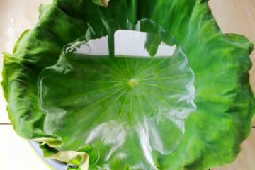 新鮮荷葉保存法