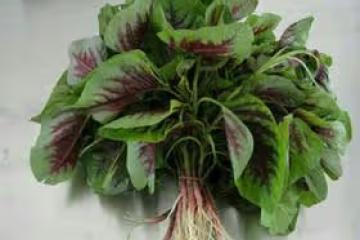 回家吃飯——莧菜兩吃