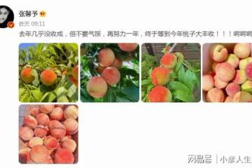 張馨予「開馨農場」大豐收！自種水蜜桃引圍觀，被贊賢惠女星代表