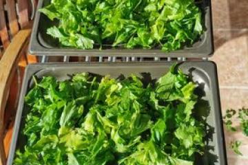 超香！用芹菜葉子 自製歐芹碎（香料調料）