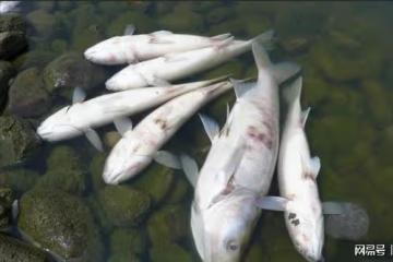 17年四川旺蒼出現「河神顯靈」，百姓實現吃魚自由，小伙：不要碰
