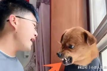網紅狗被虐後續：狗主人直播回應，就是為了漲粉才折磨它的