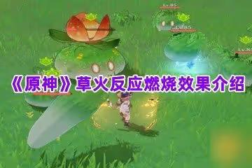 《原神》草火反應燃燒效果介紹