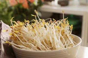 用礦泉水瓶生豆芽