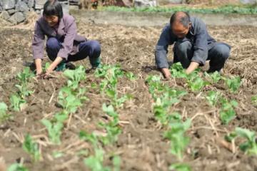 回農村養老僅一年就離開了,65歲大爺:那裡遠沒有想像的那麼好