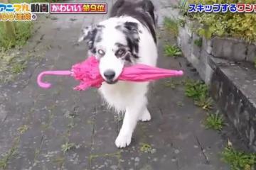 緊急事態宣言解除後，日本動物類電視節目激增