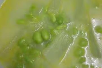 冬瓜毛豆湯
