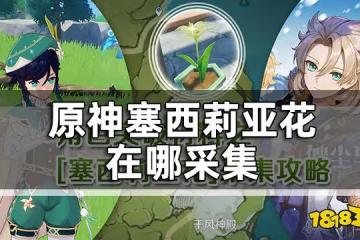 原神塞西莉亞花在哪採集 塞西莉亞花多久刷新一次