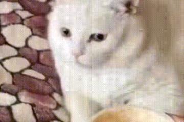 李易峰家倒塌後,數萬粉絲吐槽他的冤屈,撒貝寧一句話說出了背後的真相