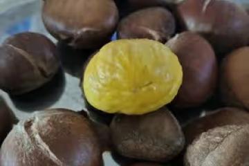 空氣炸鍋烤板栗，十五分鐘不切口！