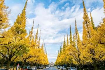 秋鎖：那條城路，那片銀杏