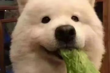 跑路了…意外嗎?